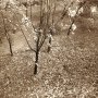 Рита Островская. Из цикла «Осень». Серебряно-желатиновая печать. Тонирование. 297х297 Ф-14/Ос