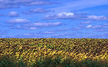 Выставка «Ландшафт - школа мышления»