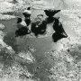 Алексей Зеленский. Голубиная купель