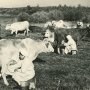 Ладыгины Борис и Алексей. Утренняя дойка. Колхоз «Искра». Ракшинский район. Тамбовская область. <p>1960-е. Серебряно-желатиновая печать. 180х239. МРФ/МОК ОФ-3513 Ф-1/Лад</p>