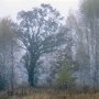 Ярослав Амелин. Осенний лес в тумане