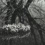 Юрий Имханицкий. Из серии «Цветы на воде». 1988г. Фотобумага, ручная Ч\Б печать (авторская печать). 257х378. Ф-137/Им
