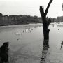 Юрий Имханицкий. Гусиный пруд. <p>1985г.</p>