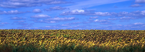 Выставка «Ландшафт - как школа мышления»